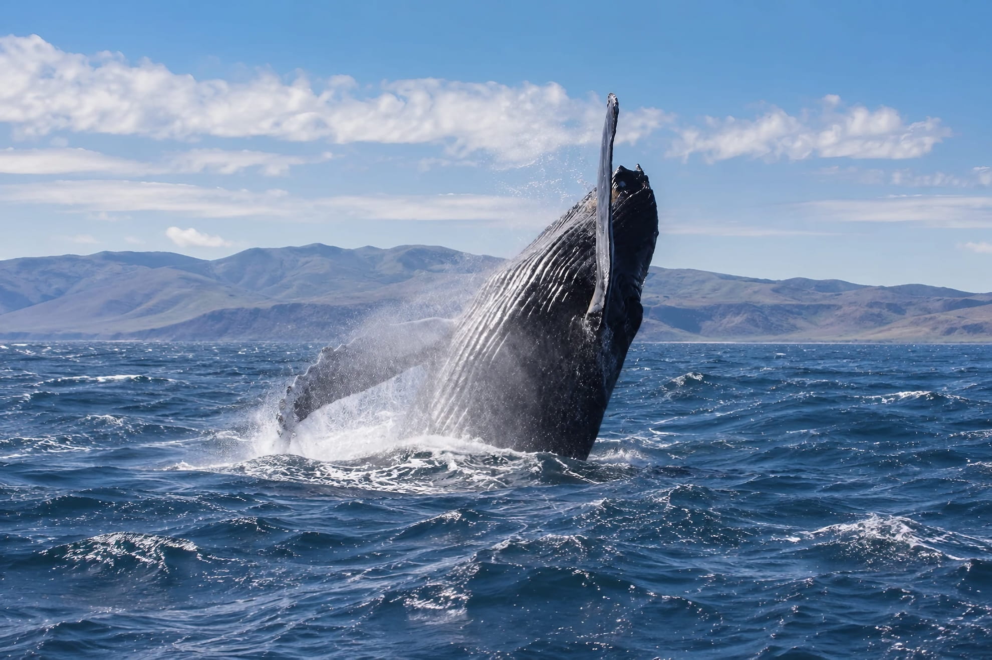 Best Whale Watching Yacht Iceland
